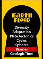 earth floor 